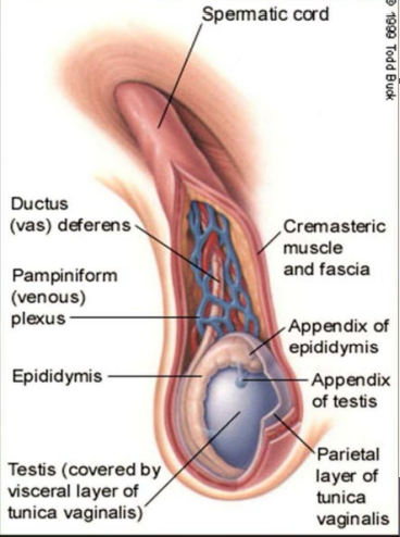 <p><strong>Testicular Anatomy</strong></p><p>-____ testis is often ________ in the scrotum than the right testis, due largely to the length of the spermatic cord </p><p>-Posterior to testes is the _________ (comma shaped), assists in sperm maturation </p>