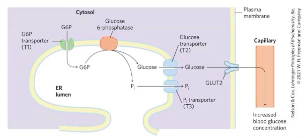 <p>glycolysis; G6P enters gluconeogenesis via G6Phatase to replenish blood glucose</p>