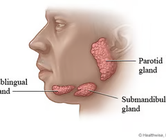 <p>salivary glands</p>