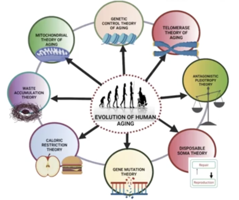 <p>evolutional theories attempt to explain the origin of again as well as the divergence of species’ life spans</p>