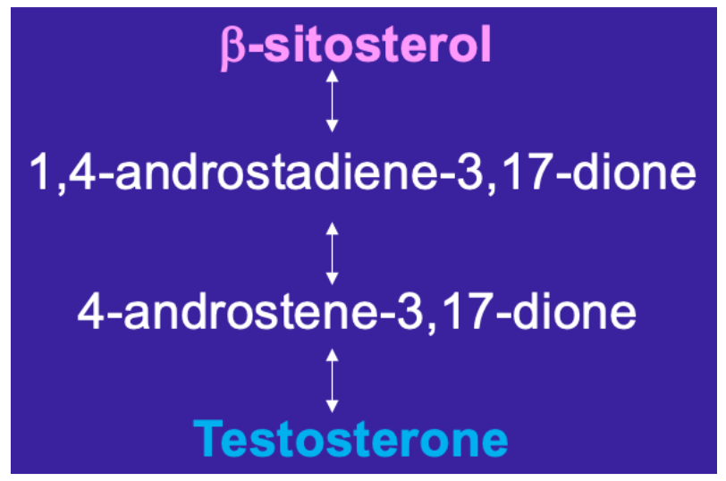 **Result:** masculinization of female → growing gonapodium from anal fin

\
**Conclusion:** chemicals present having androgenic effect in both pulp mill + STP effluents

\
**Question:** which chemical(s)?

\
**Culprit: biodegradation of β-sitosterol by** ***Mycobacterium smegmatis***

* degraded β-sitosterol by *Mycobacterium smegmatis* →  testosterone
* female mosquitofish exposed to __only__ β-sitosterol → no masculinization
* females exposed to β-sitosterol __*and*__ *Mycobacterium smegmatis →* masculinization after two weeks