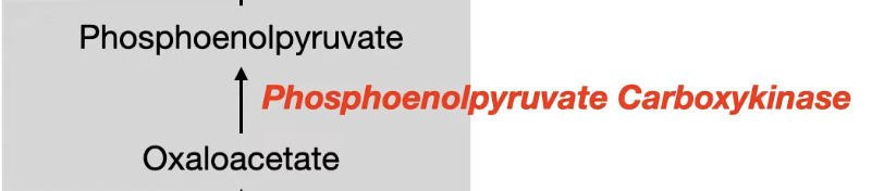 <p>In gluconeogenesis, what is the regulation of </p>