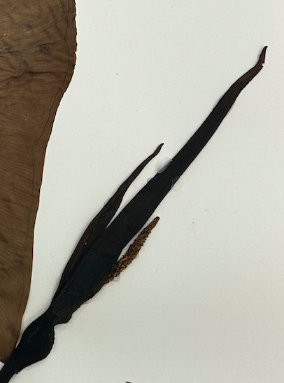 <p>Alismatales</p><p>Araceae</p>