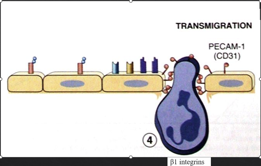<p>adhesion molecules along EC intracellular gaps adhere to extracellular matrix proteins in tissues</p>