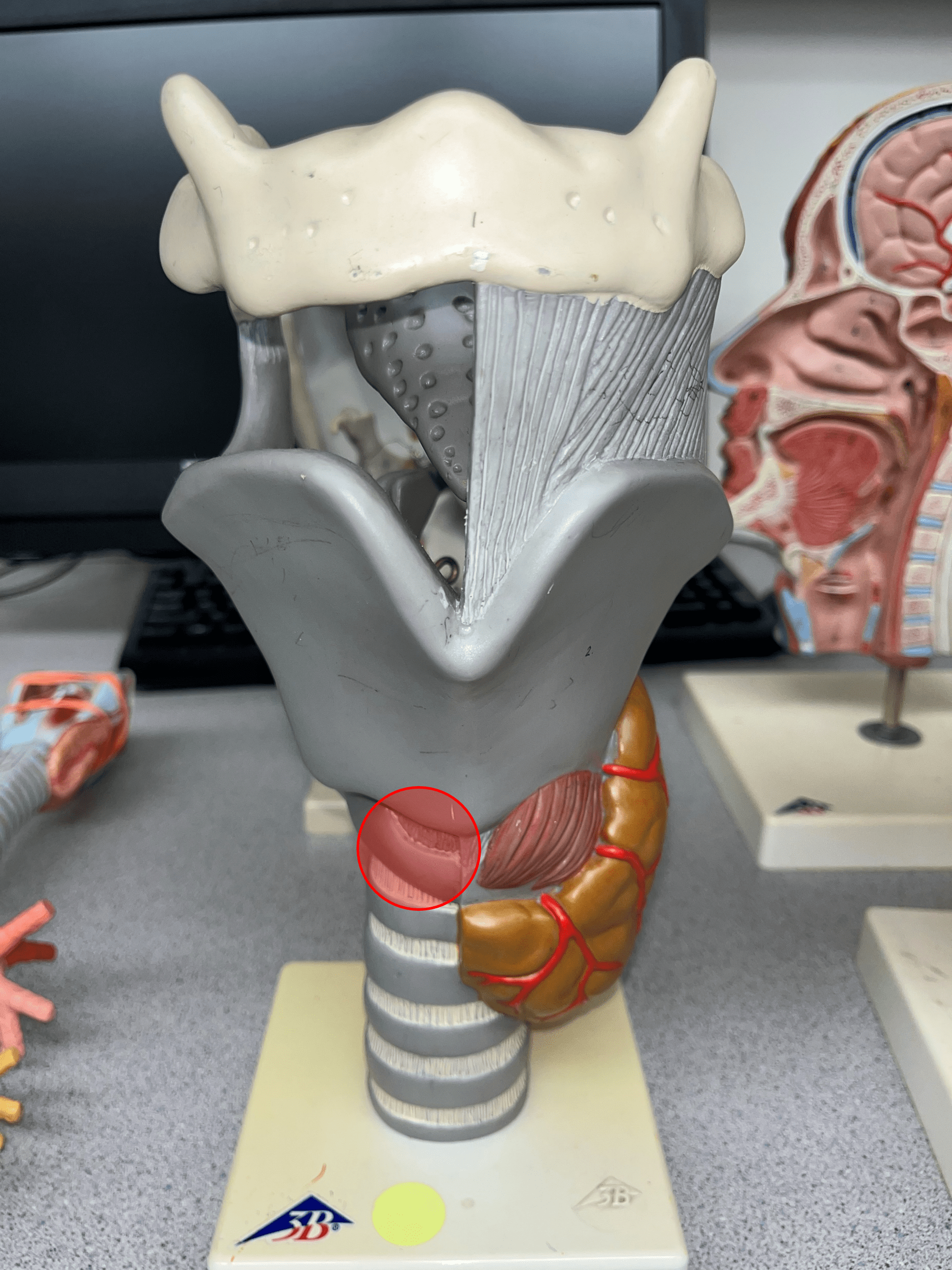 • A single cartilage of the larynx.

• Inferior to the thyroid cartilage and superior to the tracheal cartilages.