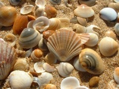 seashells; shellfish