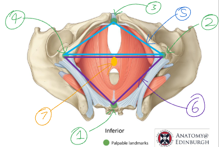 <p>Label the palpable landmarks and regions of the peritoneum.</p>