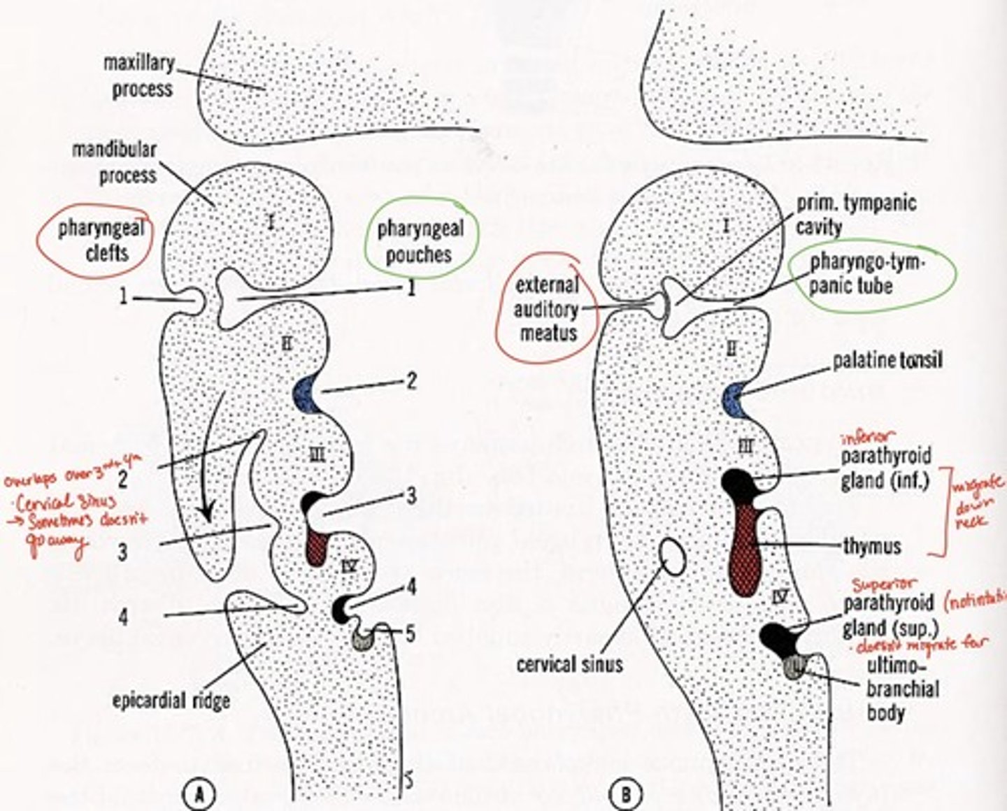 <p>inferior parathyroid and thymus glands</p>