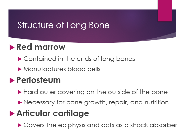 <p>a. contained in the ends of long bones</p><p>b. manufactures blood cells</p>