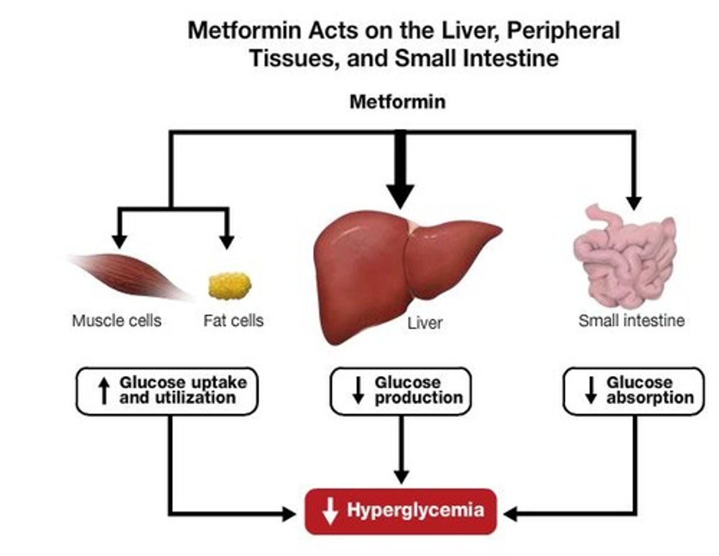 <p>- antidiabetic agent recommended by health canada for DM II</p><p>- drug class: Biguanides (decrease glucose production, lowering BG)</p><p>- always PO</p><p>- 1st line recommendation</p><p>- fx: decrease glucose absorption + increase glucose tissue uptake. decreased gluconeogenesis (liver, inhibit AMPK enzyme)</p>