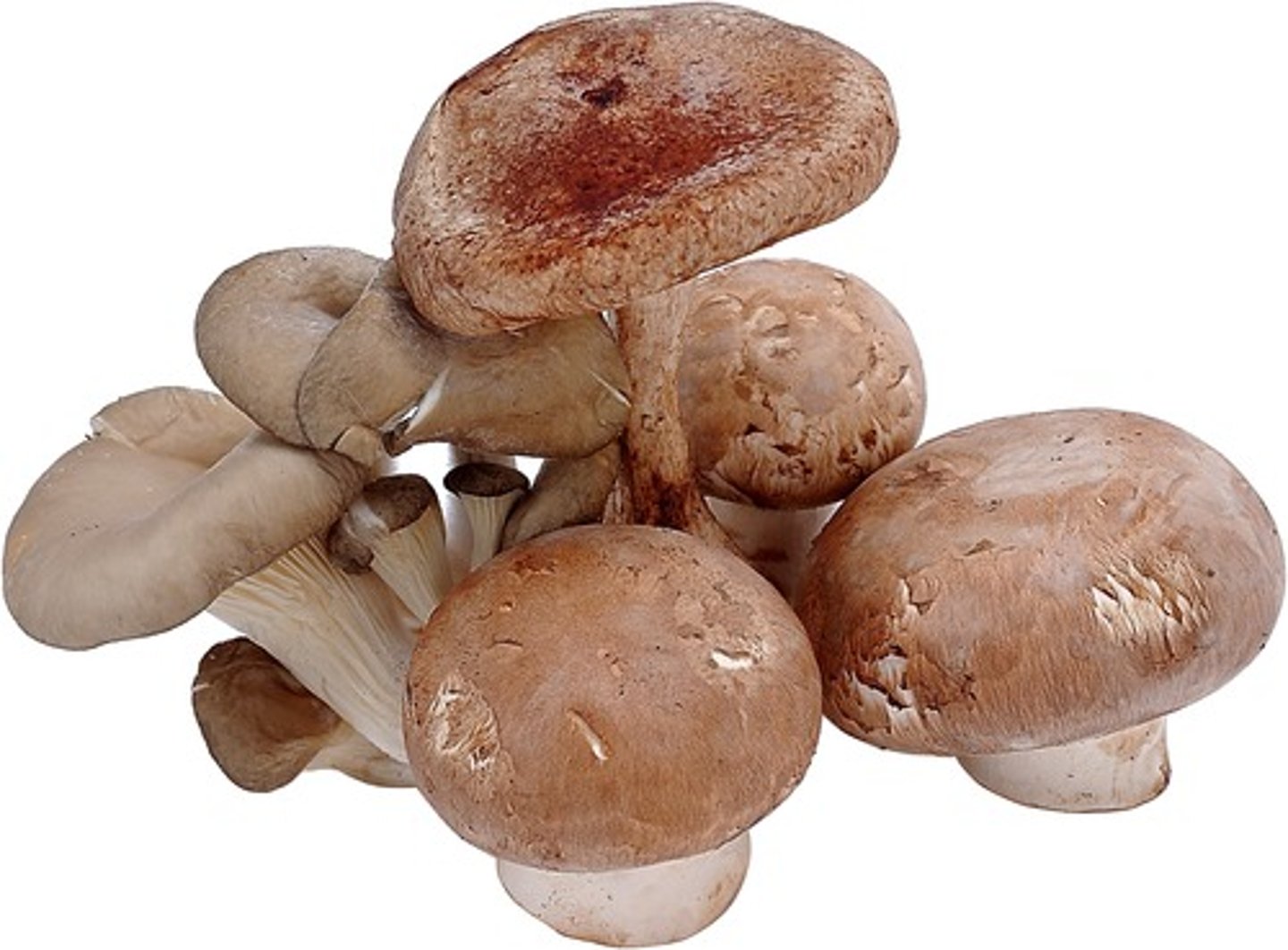 <p>mó gu - mushroom</p>