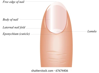 <p>nail body</p>