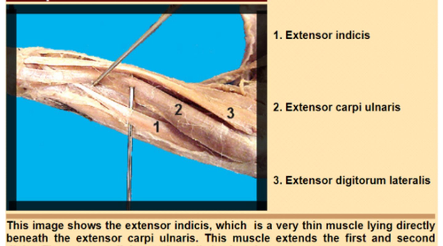 <p>Origin: Upper third of ulna</p><p>Insertion: Middle phalanx of digit 2</p><p>Action: Extends digit 2</p>