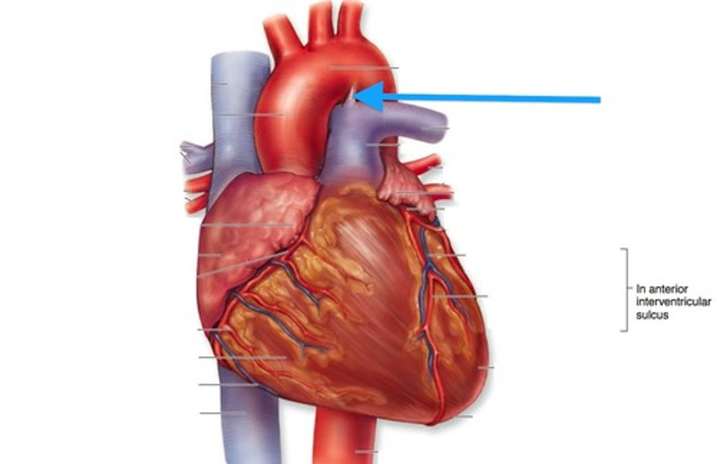 <p>hold parts of great vessels in place &amp; connects arch of aorta and pulmonary trunk</p>