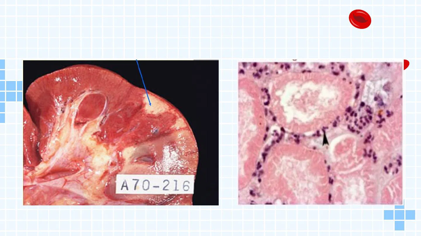 <p>Conservación de la arquitectura tisular por algunos días.</p>