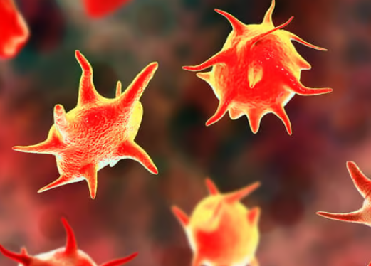 <p>What are platelets (<span>thrombocytes</span>)?</p>