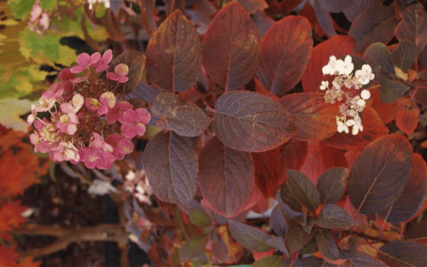 <p>pretty red fall color, round mostly sterile flowers, huge leaves, decussate arrangement, pink or blue flowers,</p>