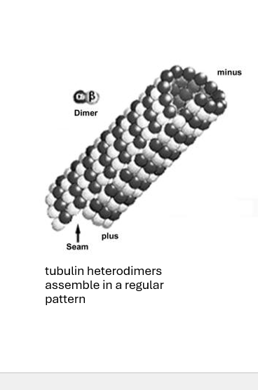 <ul><li><p>component of cytoskeleton</p></li><li><p>regular, non-branching polymers of tubulin</p><ul><li><p>recall “polymer”</p></li></ul></li><li><p>hollow tubes (diameter 20-30 nm, inner diameter 14 nm)</p></li><li><p><strong>highly dynamic</strong>, microtubules can be polymerized and depolymerized rapidly</p></li><li><p>“grow” from the microtubule organizing center <strong>(MTOC)</strong></p></li></ul><p></p>