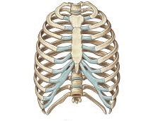 <p>Identify the bone.</p>