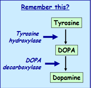 <p>It is usually given with a DOPA decarboxylase inhibitor that is unable to cross the blood-brain barrier (e.g. carbidopa, benserazide) so that conversion to dopamine only occurs in the brain (thus reducing peripheral side effects)</p>
