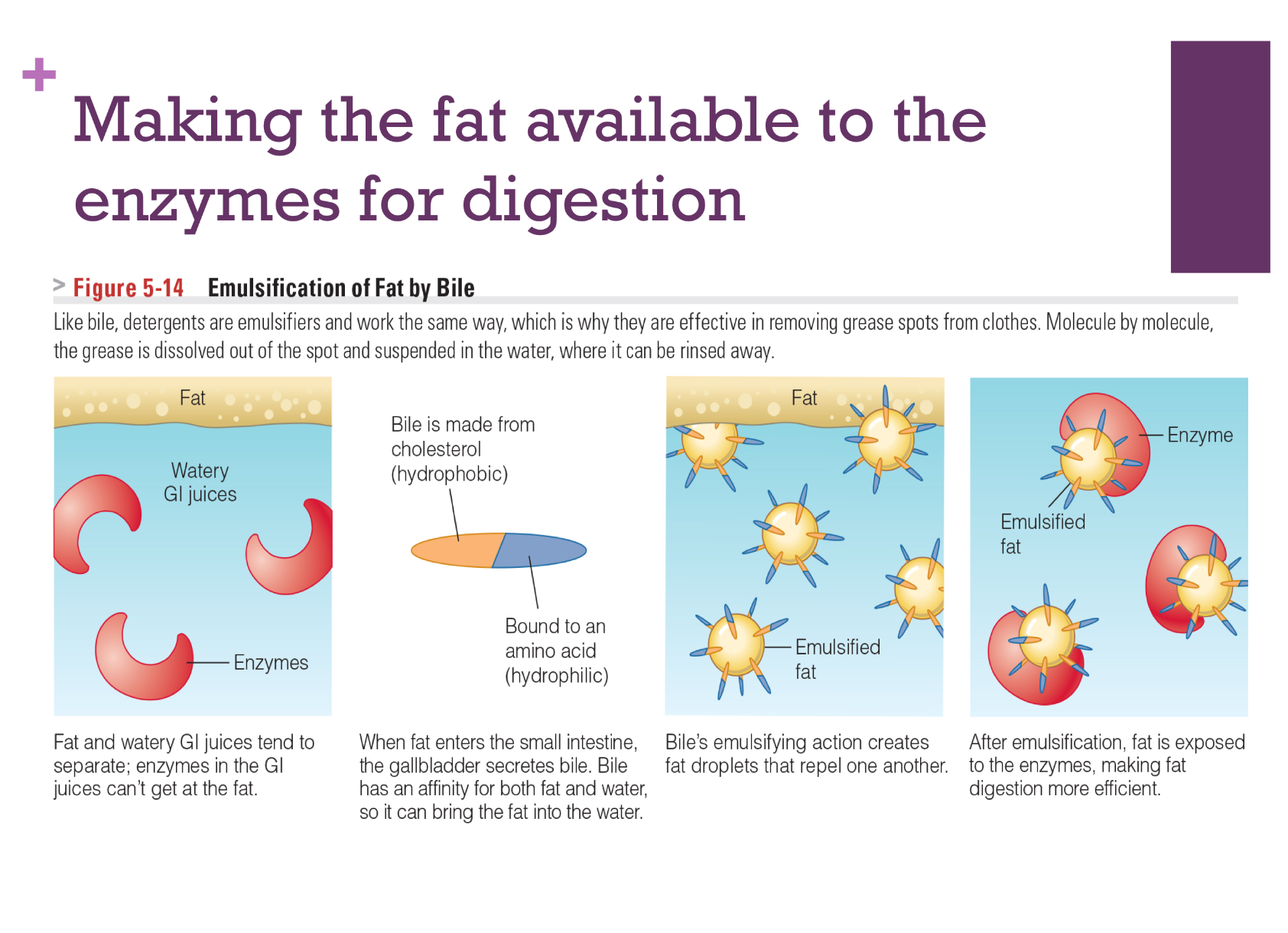 <ul><li><p>bile has hydrophobic and hydrophilic regions, has affinity for fat&amp;h20</p></li><li><p>it acts as emulsifier and creates fat droplets that repel e/o</p></li><li><p>once in this emulsified/droplet form, fat is exposed to enzyme to be digested&nbsp;</p></li></ul><p></p>