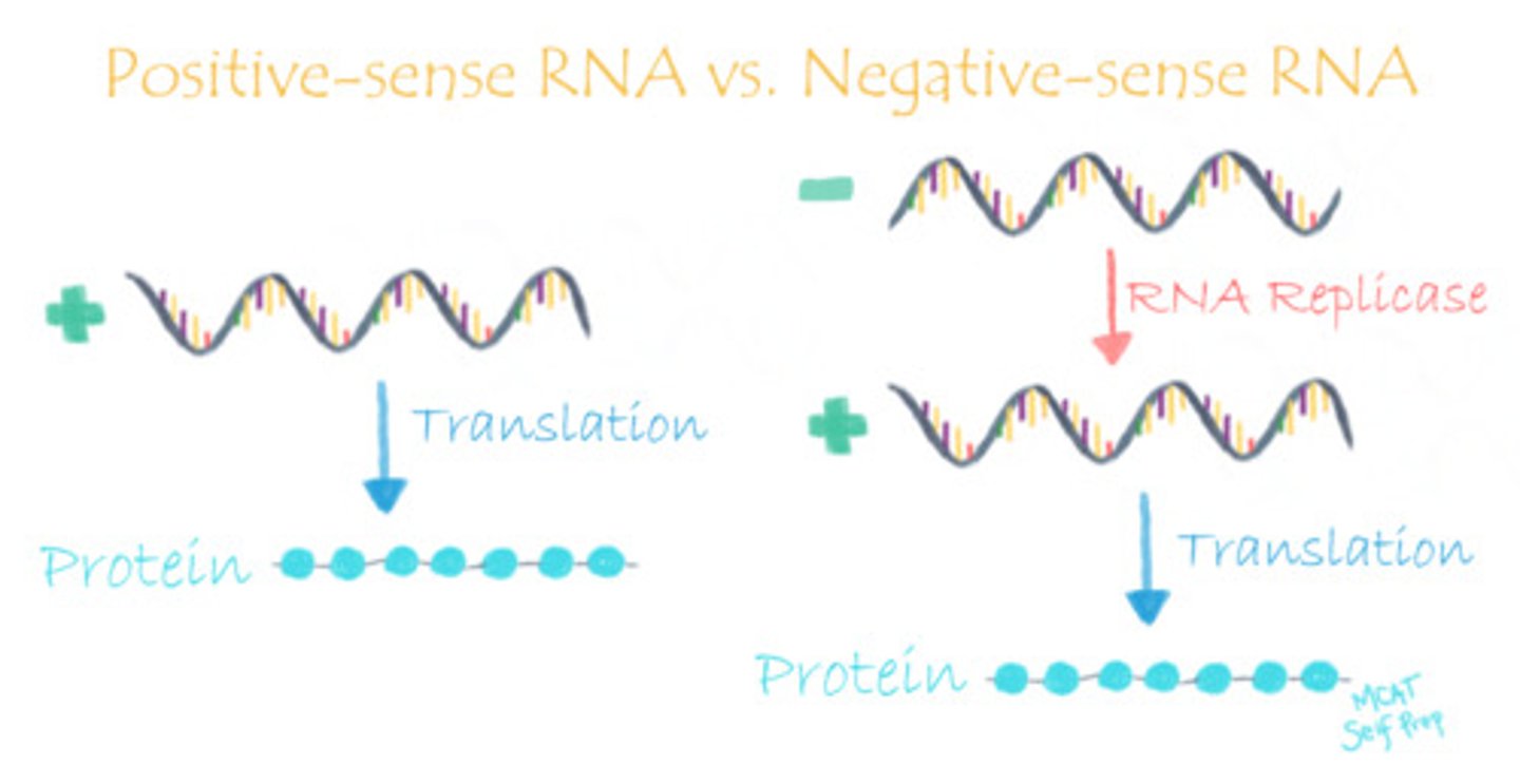 <p>(+)ssRNA viruses have their genome stored as RNA that can readily be translated to form the proteins that they need.</p><p>(-)ssRNA Viruses, however, need to transcribe the (+) version of the RNA so it can be readily translated by the host cell's machinery. These viruses need an extra step of processing!</p>