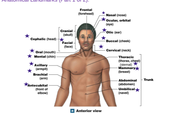 <p>Cephalic: Head</p><p>Oral: Mouth</p><p>Mental: Chin</p><p>Axillary: Armipit</p><p>Brachial: Arm</p><p>Antecubital: Front of elbow</p><p>Nasal: Nose</p><p>Ocular/Orbital: Eye</p><p>Otic: Ear</p><p>Buccal: Cheek</p><p>Cervical: Neck</p><p>Thorax/Chest: Sternal</p><p>Mammary: Breast</p><p>Umbilical: Navel</p>