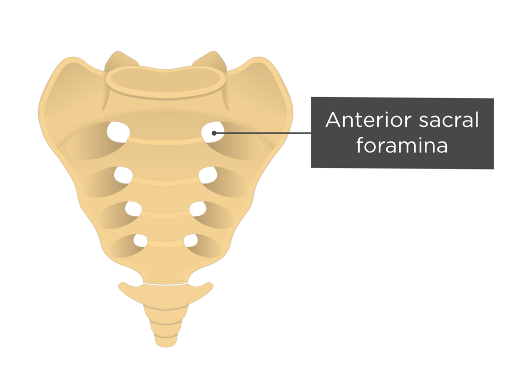 <p>posterior and anterior foramina</p>