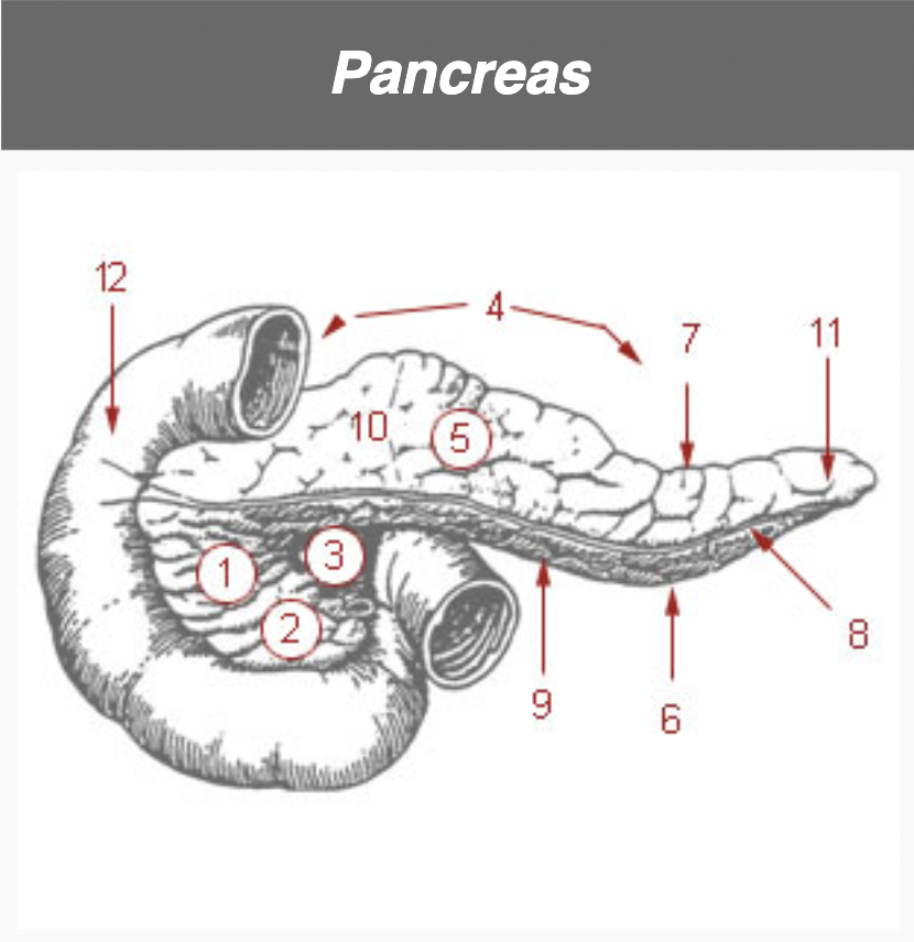 <p>Pancreas (pancreat-)</p>