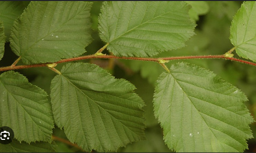 <p><em>Corylus cornuta</em></p>