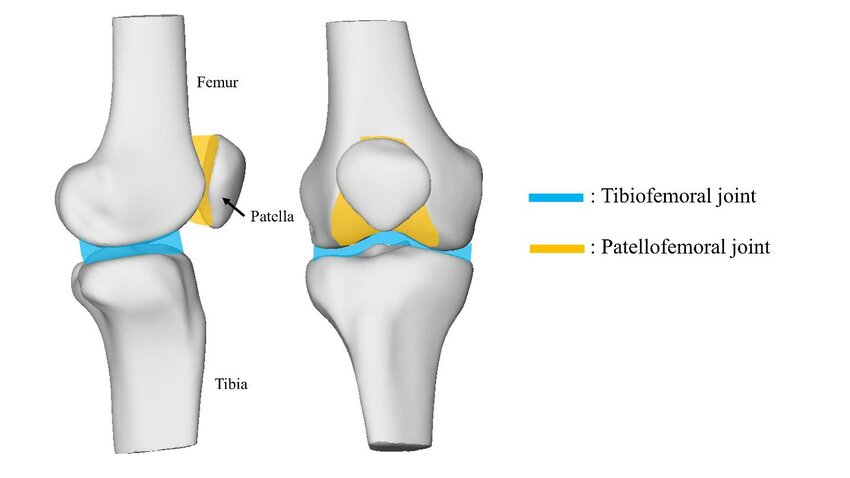 <p>What is the articulation for the knee Joint </p>