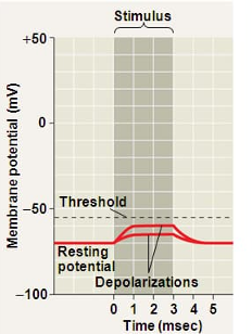 <p>A shift towards a more positive membrane potential by increased permeability of sodium channels</p>