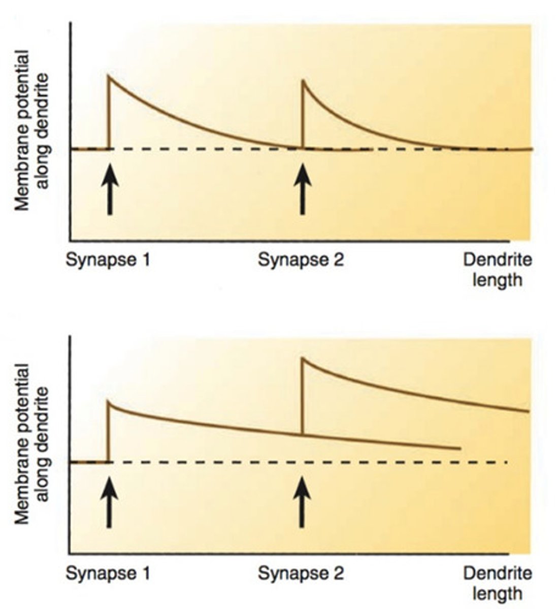 <p>hyperpolarizing, decreases the likelihood (GABA, glycine)</p>