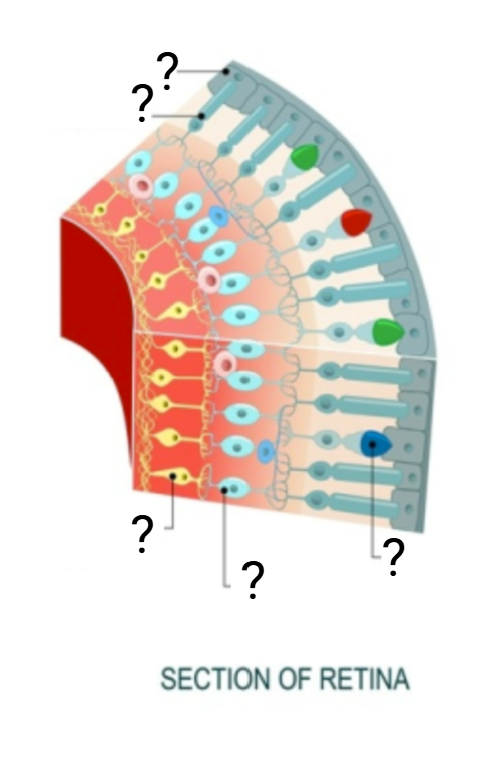 <p>Section of the retina</p>