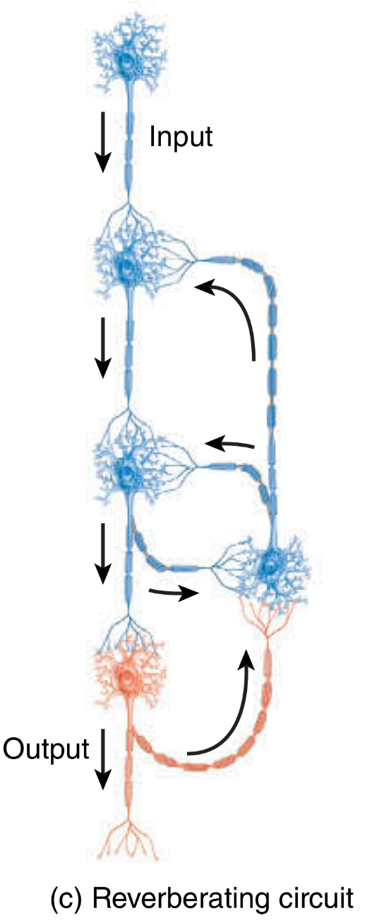 <p>Reverberating circuit</p><ul><li><p>output?</p></li></ul><p></p>