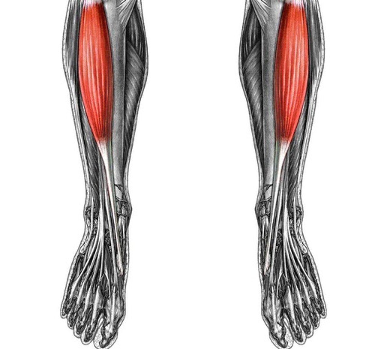 <p>deep fibular nerve</p>