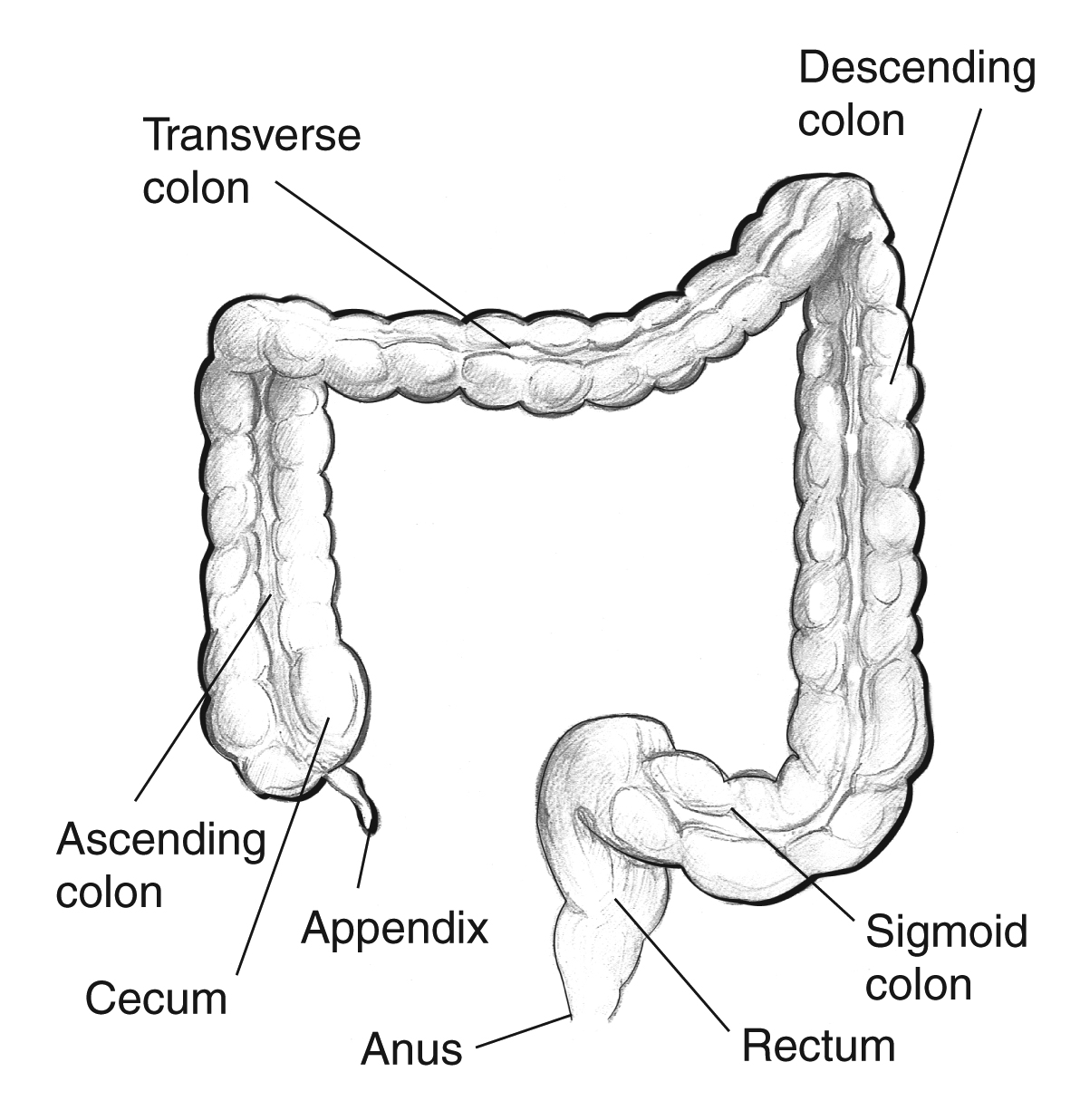 <p>ascending, transverse, descending, and sigmoid </p>