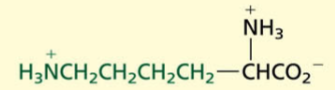 <p>Basic</p><p>POLAR→ positive charge</p>