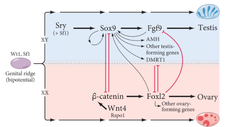 <p>SRY blocks b-catenin signaling and ovary development.</p><p>SRY promotes Fgf signaling, through Sox9, and testis development</p><p></p><p>Without SRY, b-catenin/Wnt signaling promotes ovary development.</p><p>If SRY is present, it’s expression is short (a few hours) and is initiated earlier</p>