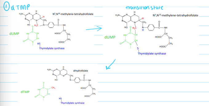 <ul><li><p>5-Fu needs to be metabolised to a more potent 5-FdUMP </p></li></ul>