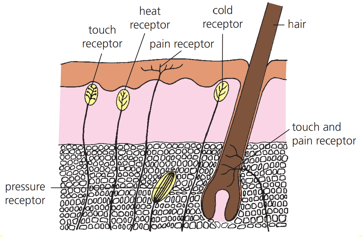 <p>The data is normally transferred to the brain as electrical impulses via nervous systems, which does a broad collection of joined sections of transmission. They are in all sense organs.</p>