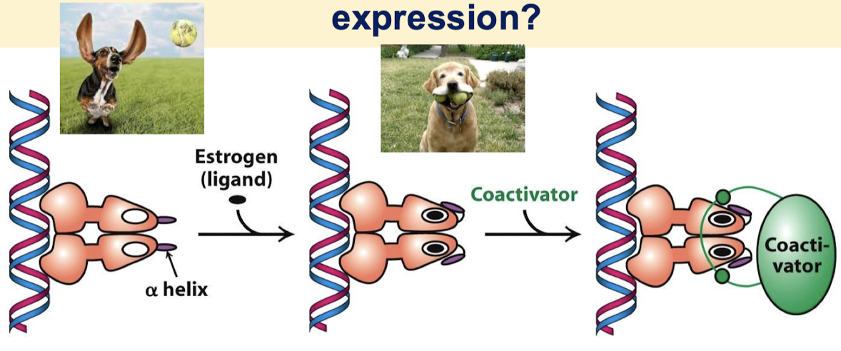 <p>p160 family:</p><p>SRC-1 (steroid receptor activator-1)</p><p>GRIP-1 (glucocorticoid receptor interacting protein-1)</p><p>NcoA-1 (nuclear hormone receptor coactivator-1)</p>