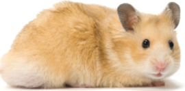 <p>HAMSTERS (Cricetus circetus)</p><p>Strain</p><p>Colour</p><p>Characteristics</p>