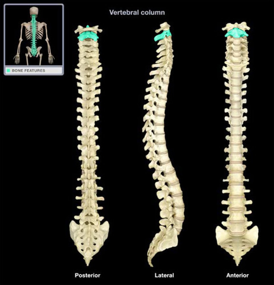 <p>the second cervical vertebra (C2) of the spine. It produces a pivot joint by which the atlas, which carries the head, rotates.</p>