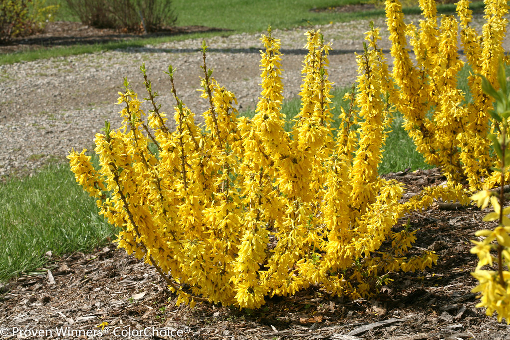 <p>Border Forsythia</p>