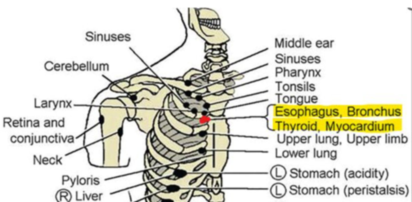 <p>anterior: 2nd ICS</p><p>posterior: T2-T3 bilaterally</p>