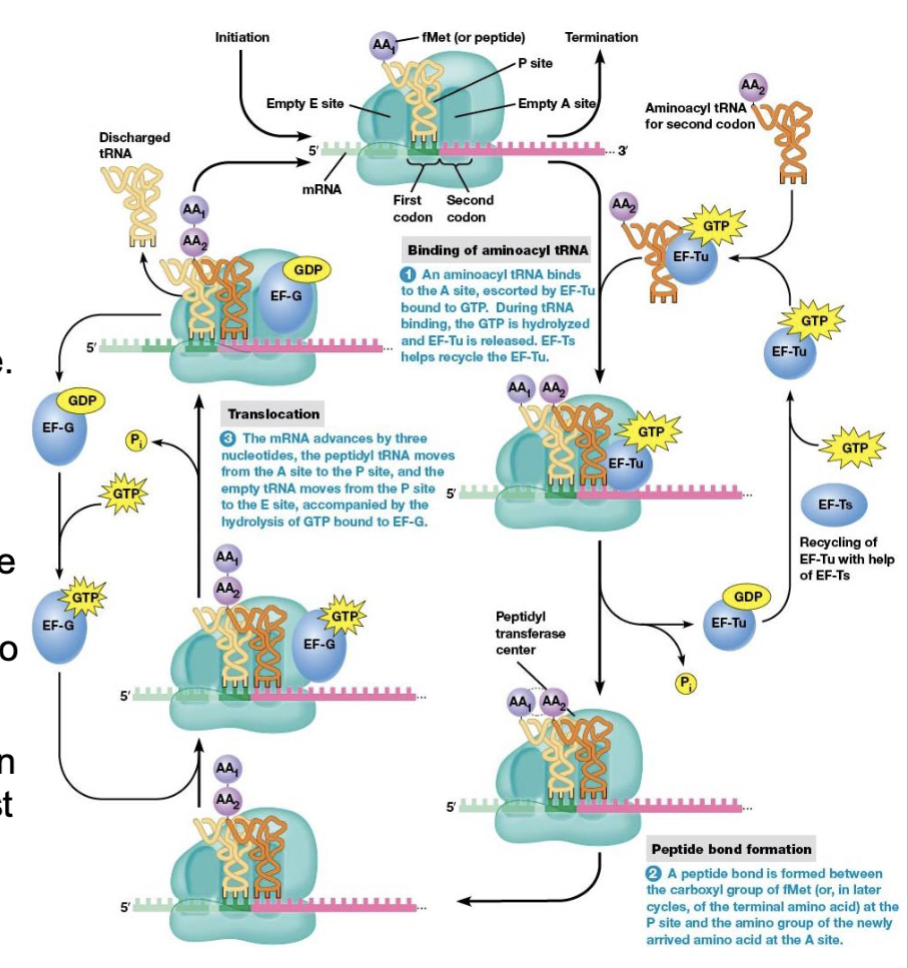 <p>the process in amino acid synthesis where the ribosome moves along the mRNA strand by one codon after a peptide bond is formed</p>