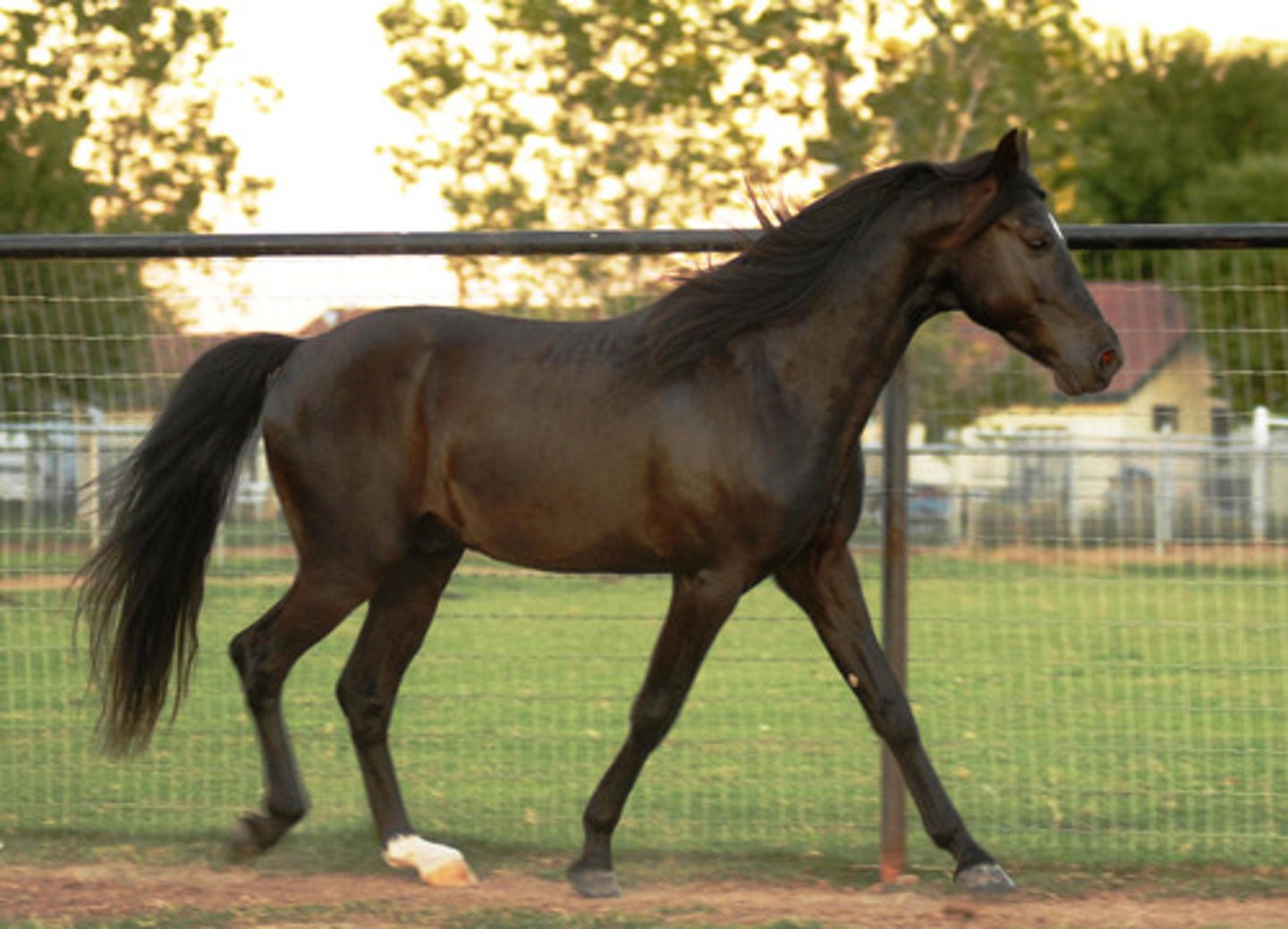 <p>Originally from the Ozarks in the U.S. that learned a broken gait for navigating the rocky, forest covered hills; walks with the front feet, trots with the back.</p>