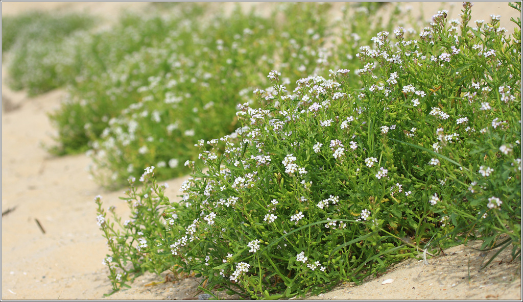 <p>Sea Rockets</p><p>Very thin vines grow into medium to large piles, almost always very close to the beach. Also almost always will have flowers</p>