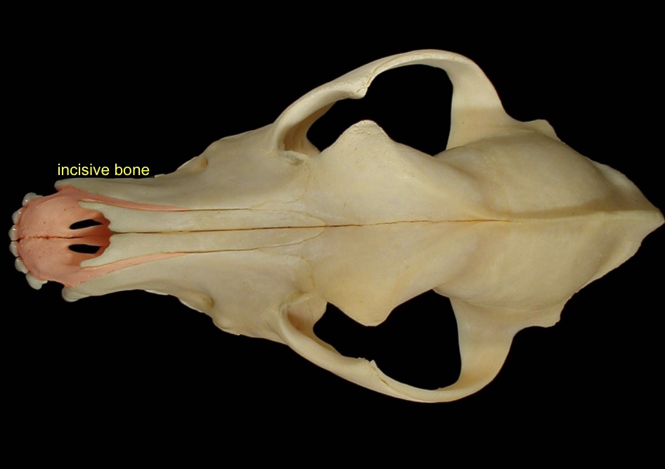 <p>houses incisors, under nose hole</p>